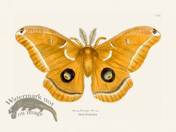 356 Moth Polyphemus